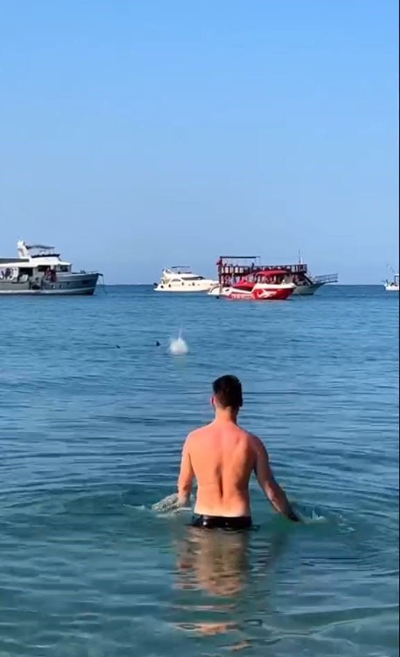 Vatandaşların köpek balığı sanıp taşladığı balık için uzmanından açıklama: “Korkmayın”