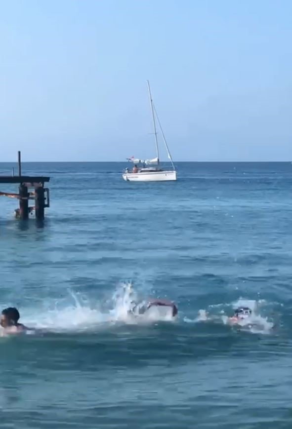 Vatandaşların köpek balığı sanıp taşladığı balık için uzmanından açıklama: “Korkmayın”