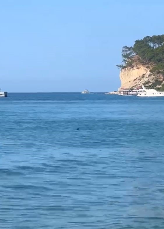 Vatandaşların köpek balığı sanıp taşladığı balık için uzmanından açıklama: “Korkmayın”