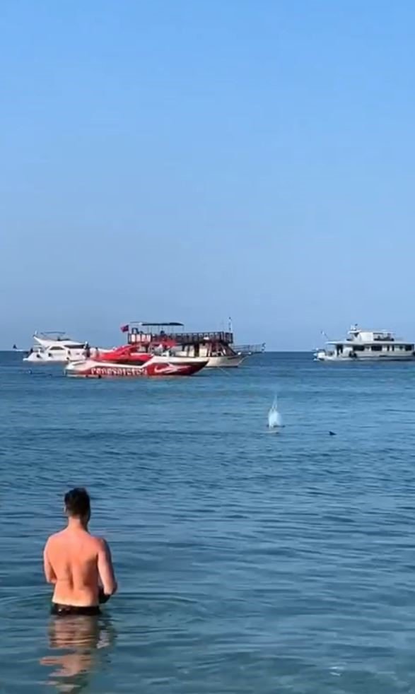 Vatandaşların köpek balığı sanıp taşladığı balık için uzmanından açıklama: “Korkmayın”