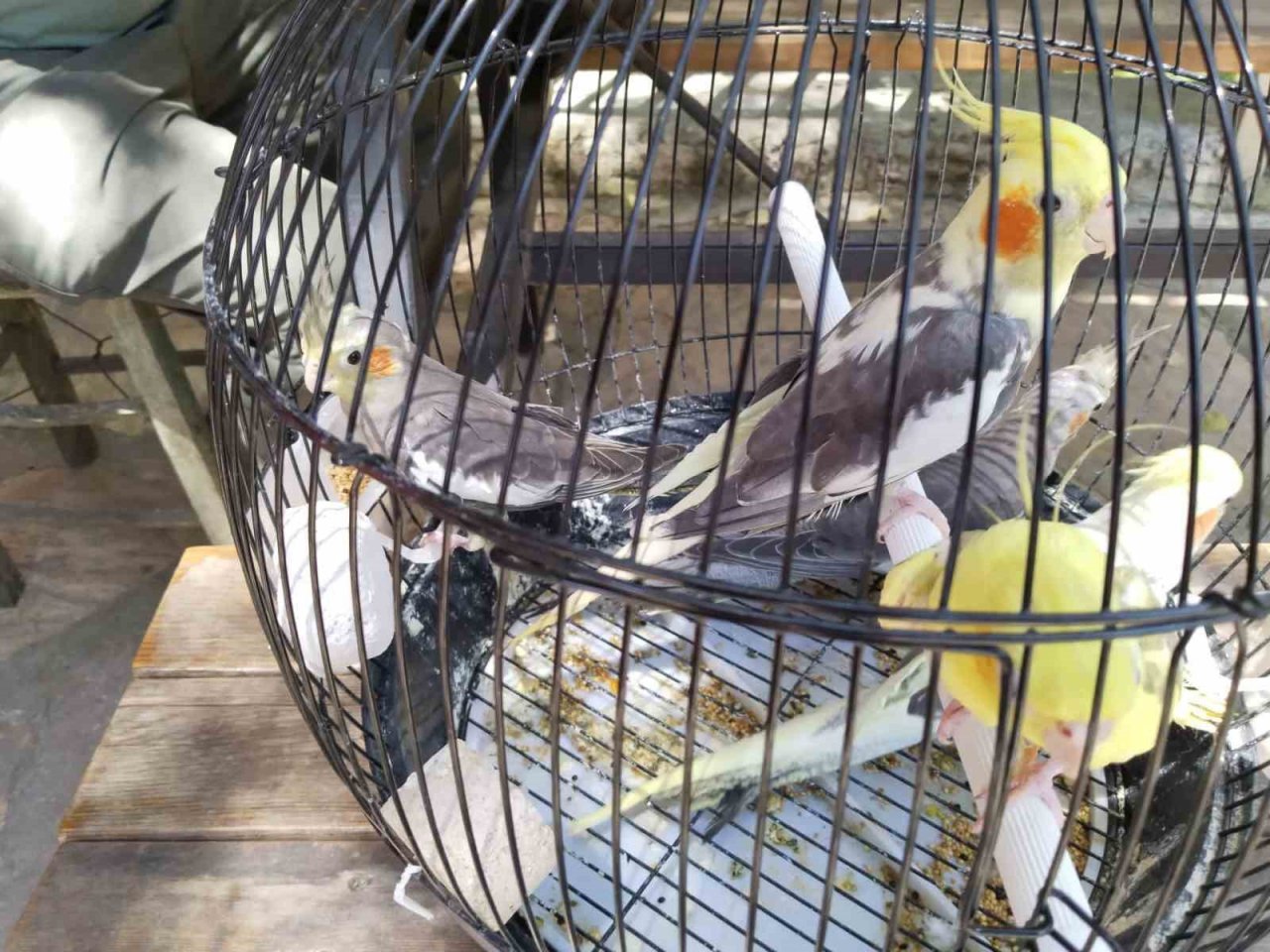 Pazar yerinde satışa çıkarılan 17 adet sultan papağanı ve 7 adet Pakistan papağanına el konuldu