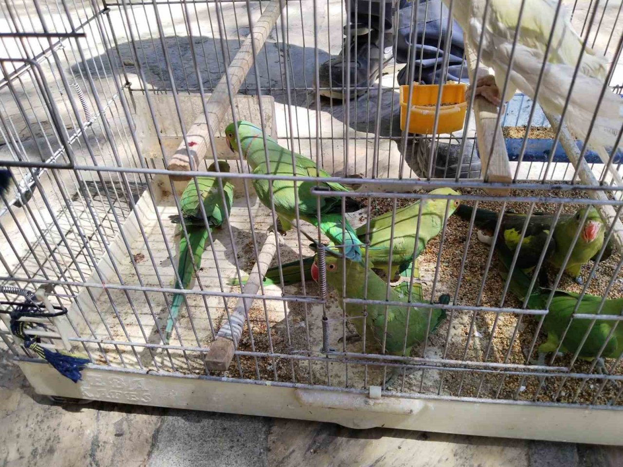 Pazar yerinde satışa çıkarılan 17 adet sultan papağanı ve 7 adet Pakistan papağanına el konuldu