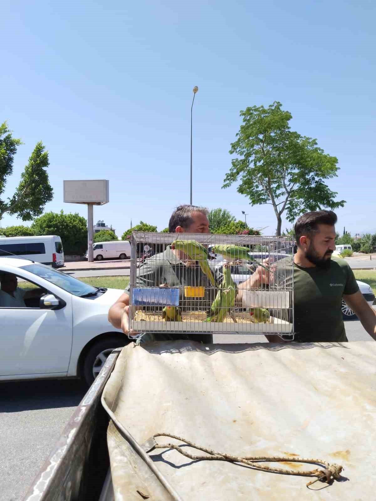 Pazar yerinde satışa çıkarılan 17 adet sultan papağanı ve 7 adet Pakistan papağanına el konuldu