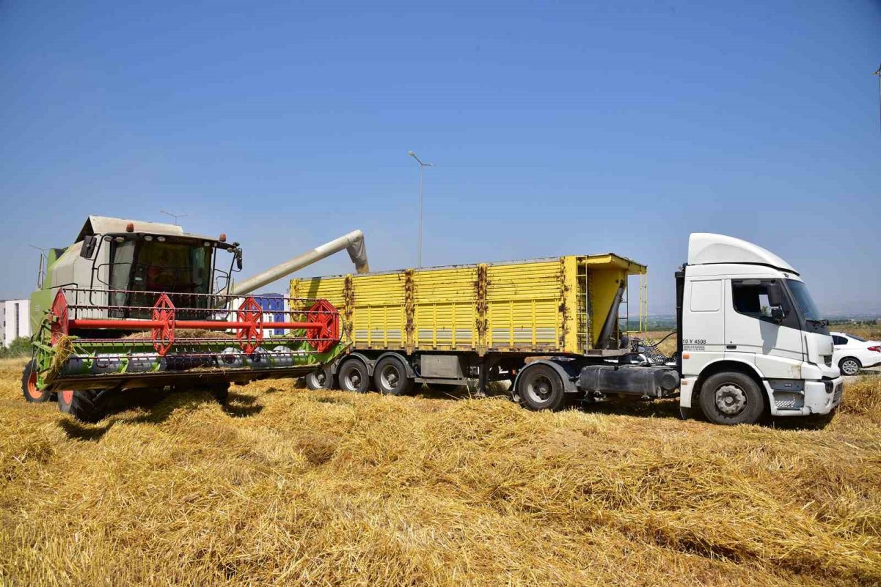 BAÜN’de hububat hasadı yapıldı