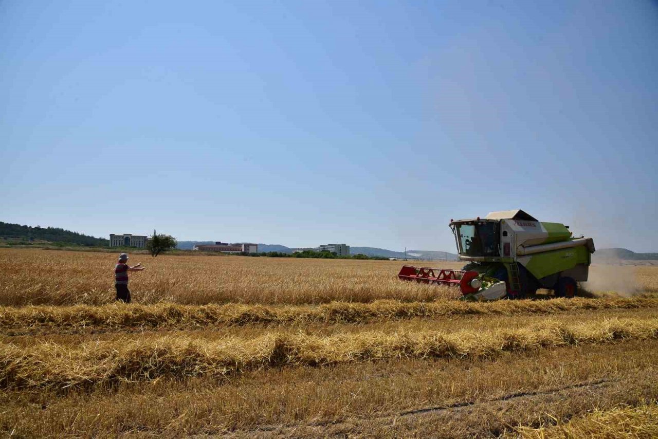 BAÜN’de hububat hasadı yapıldı