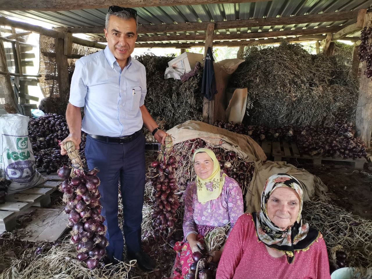 Tescilli mor soğanda hasat zamanı