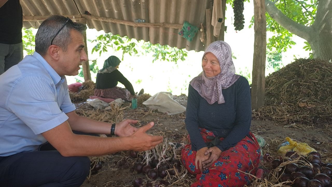 Tescilli mor soğanda hasat zamanı