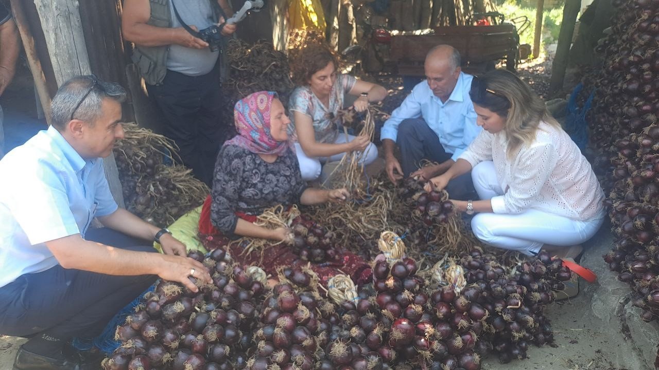 Tescilli mor soğanda hasat zamanı