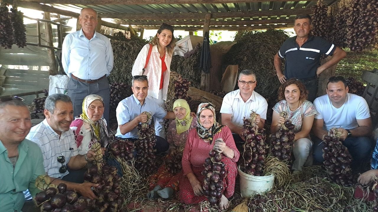 Tescilli mor soğanda hasat zamanı