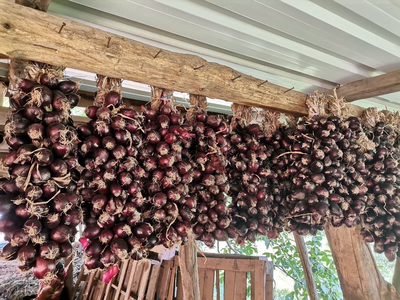 Tescilli mor soğanda hasat zamanı