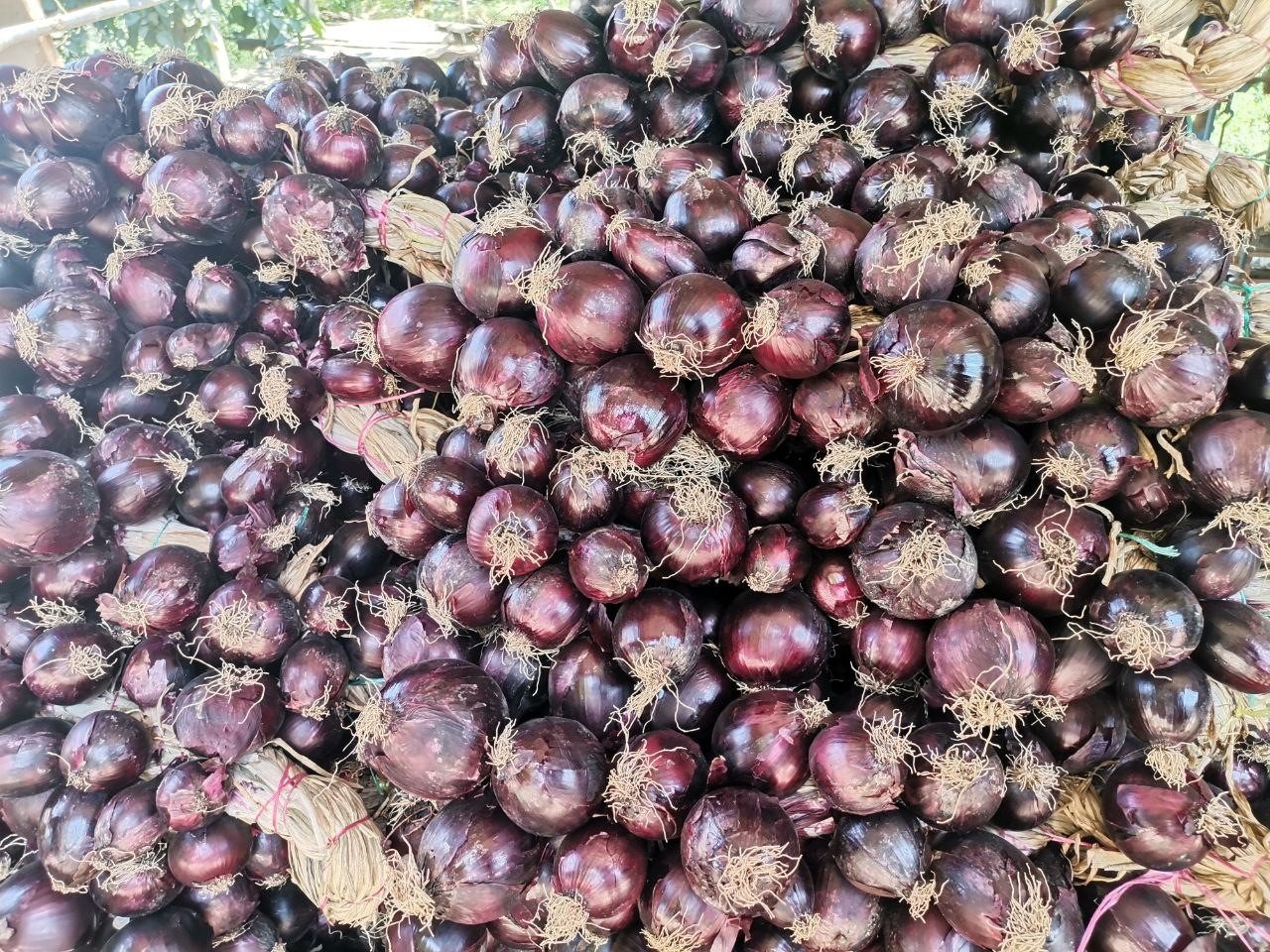 Tescilli mor soğanda hasat zamanı