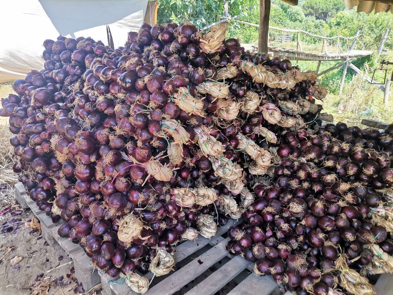 Tescilli mor soğanda hasat zamanı