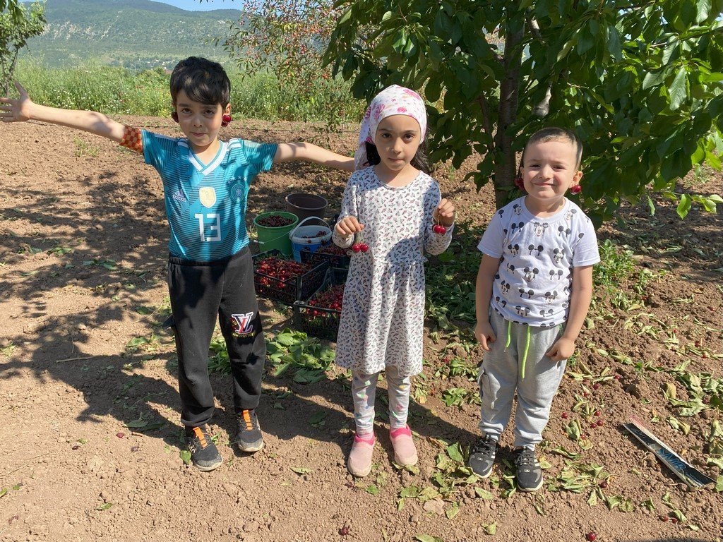 Bilecik’te ’Napolyon’ cinsi kirazın hasadına başladı