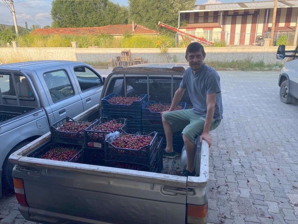 Bilecik’te ’Napolyon’ cinsi kirazın hasadına başladı