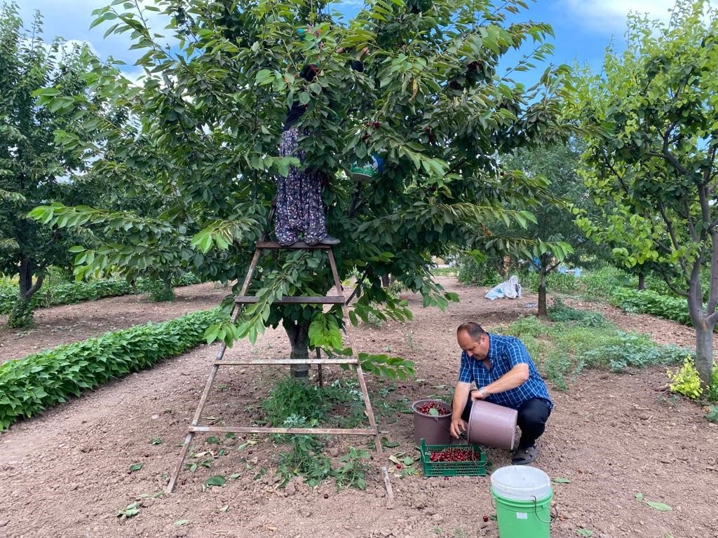 Bilecik’te ’Napolyon’ cinsi kirazın hasadına başladı