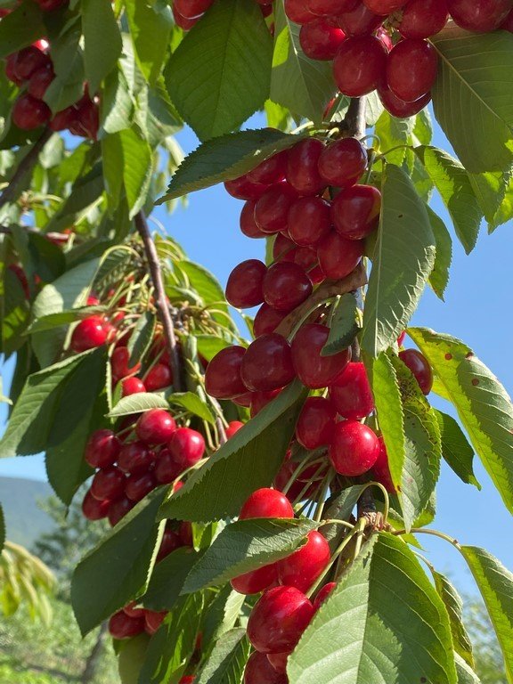 Bilecik’te ’Napolyon’ cinsi kirazın hasadına başladı