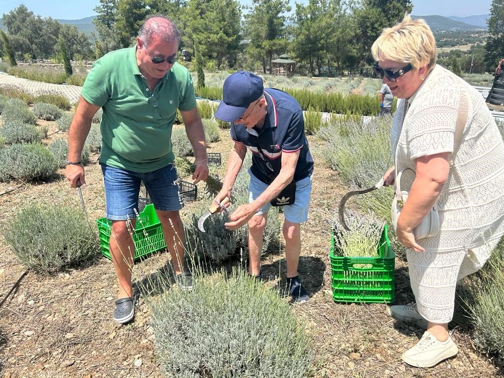 Bodrum’da lavanta hasadı başladı