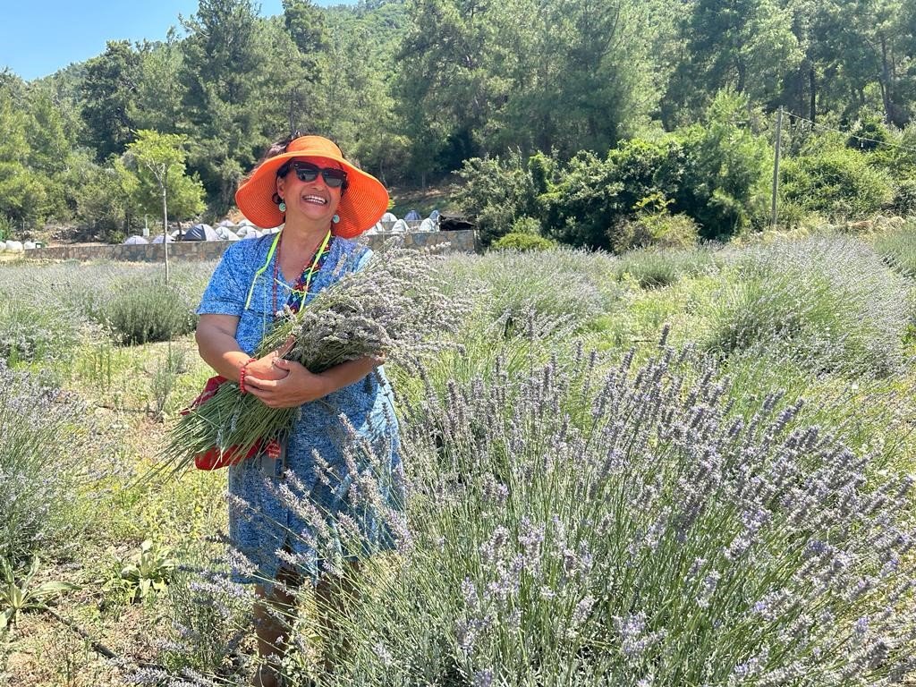 Bodrum’da lavanta hasadı başladı