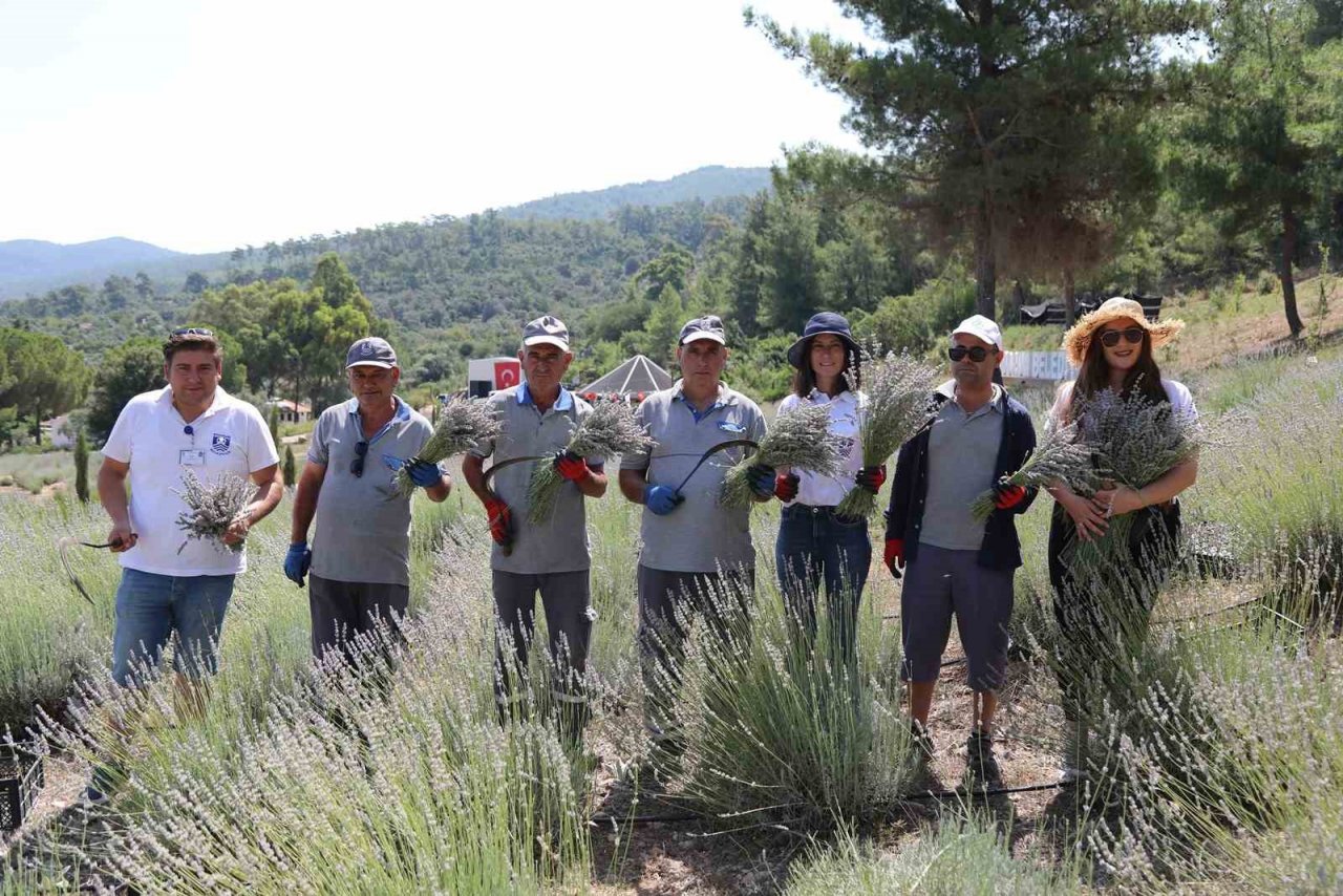 Bodrum’da lavanta hasadı başladı