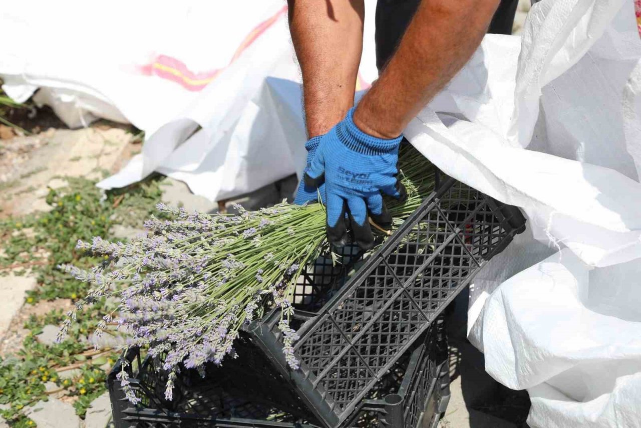 Bodrum’da lavanta hasadı başladı