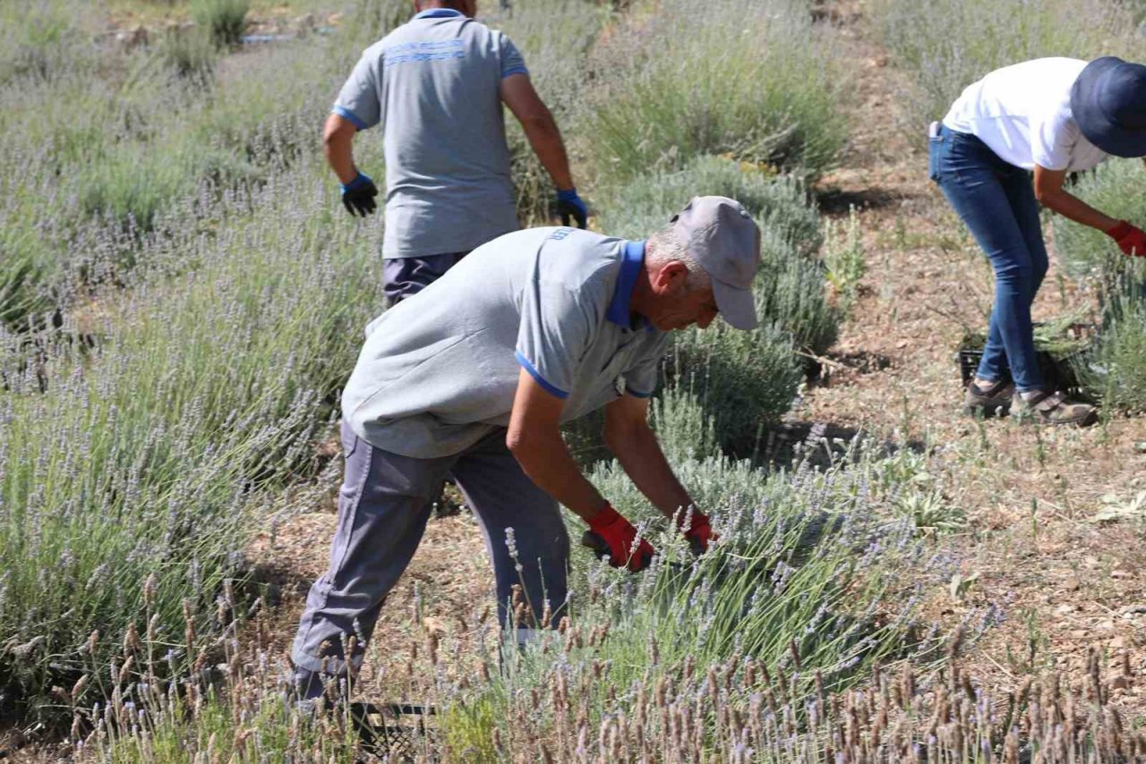 Bodrum’da lavanta hasadı başladı