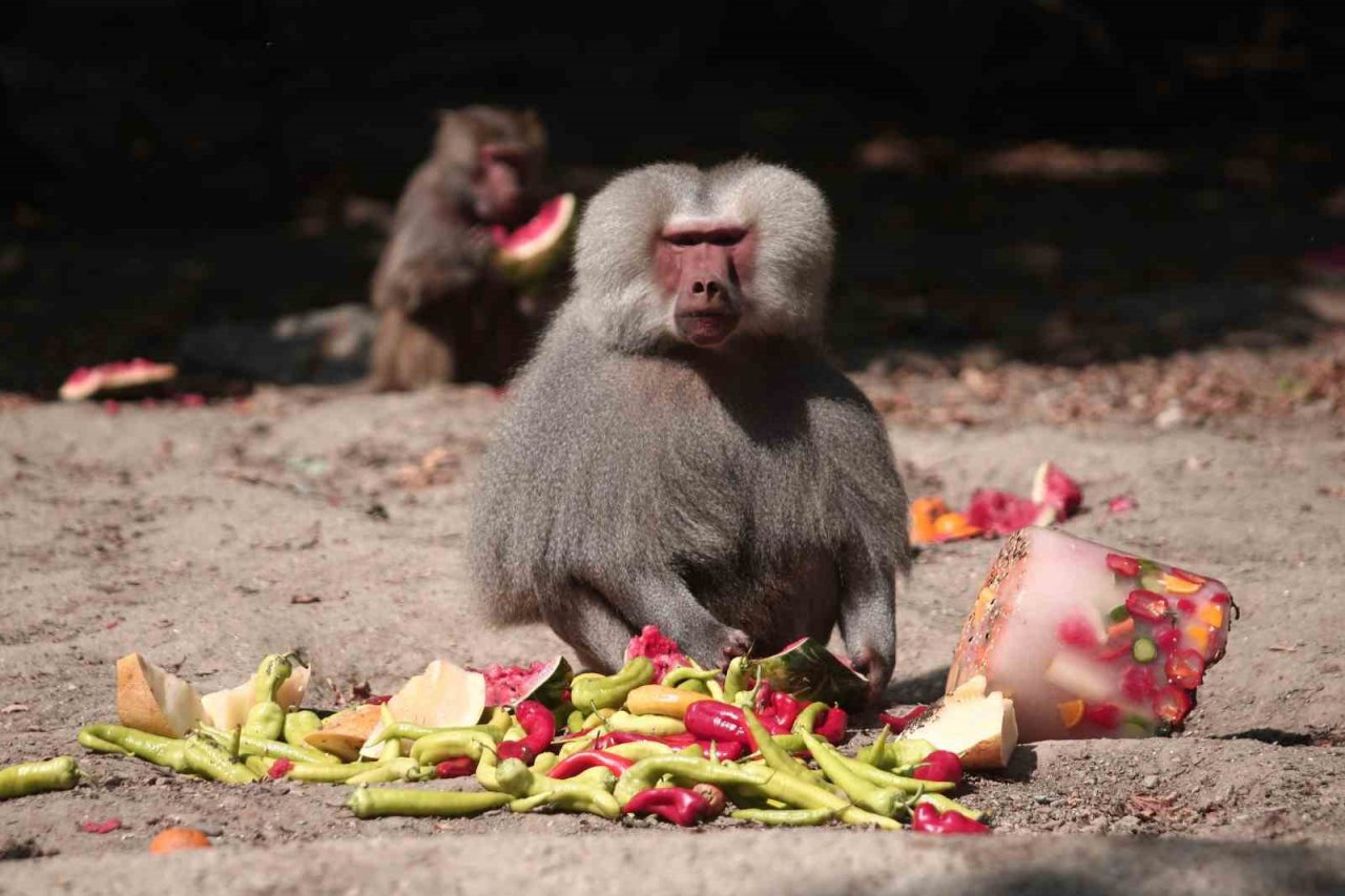 Zoopark’ta 40 derece sıcakta buzlu meyve keyfi