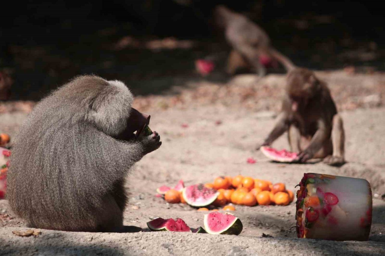 Zoopark’ta 40 derece sıcakta buzlu meyve keyfi