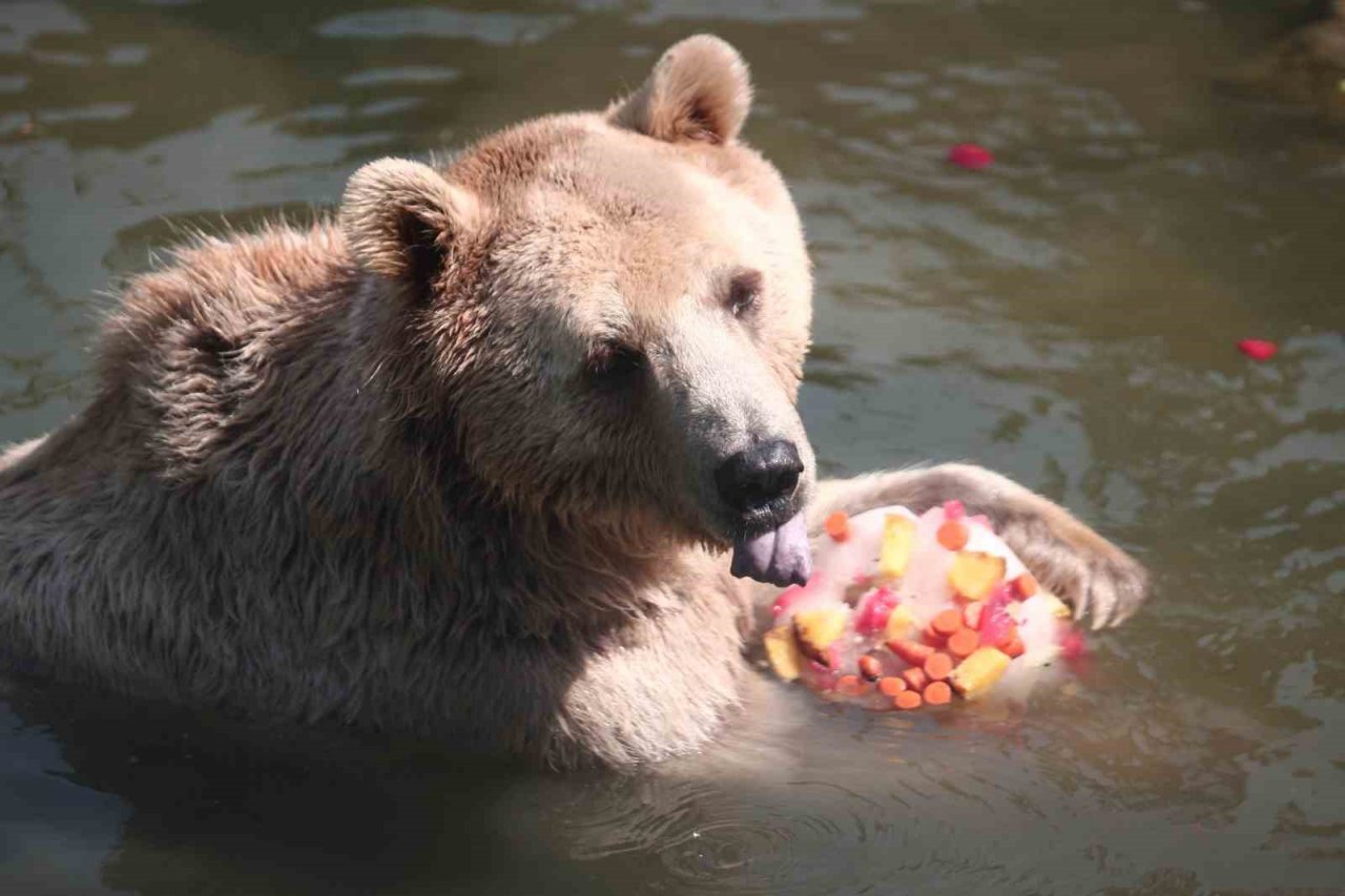 Zoopark’ta 40 derece sıcakta buzlu meyve keyfi