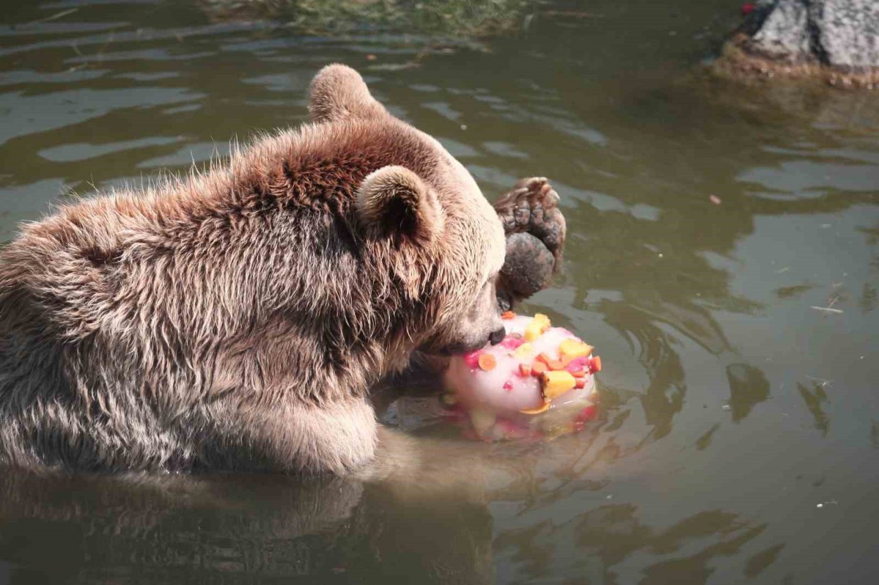 Zoopark’ta 40 derece sıcakta buzlu meyve keyfi
