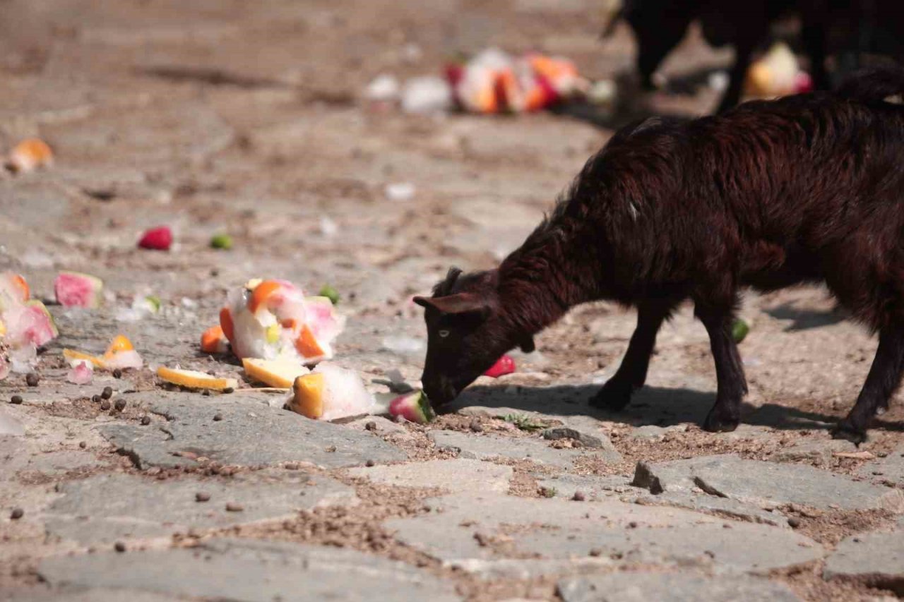 Zoopark’ta 40 derece sıcakta buzlu meyve keyfi