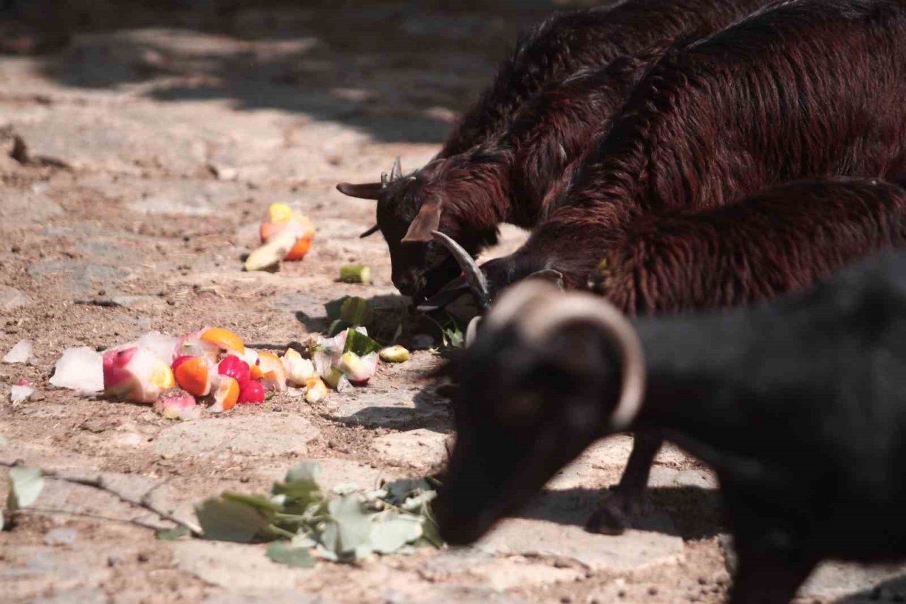 Zoopark’ta 40 derece sıcakta buzlu meyve keyfi