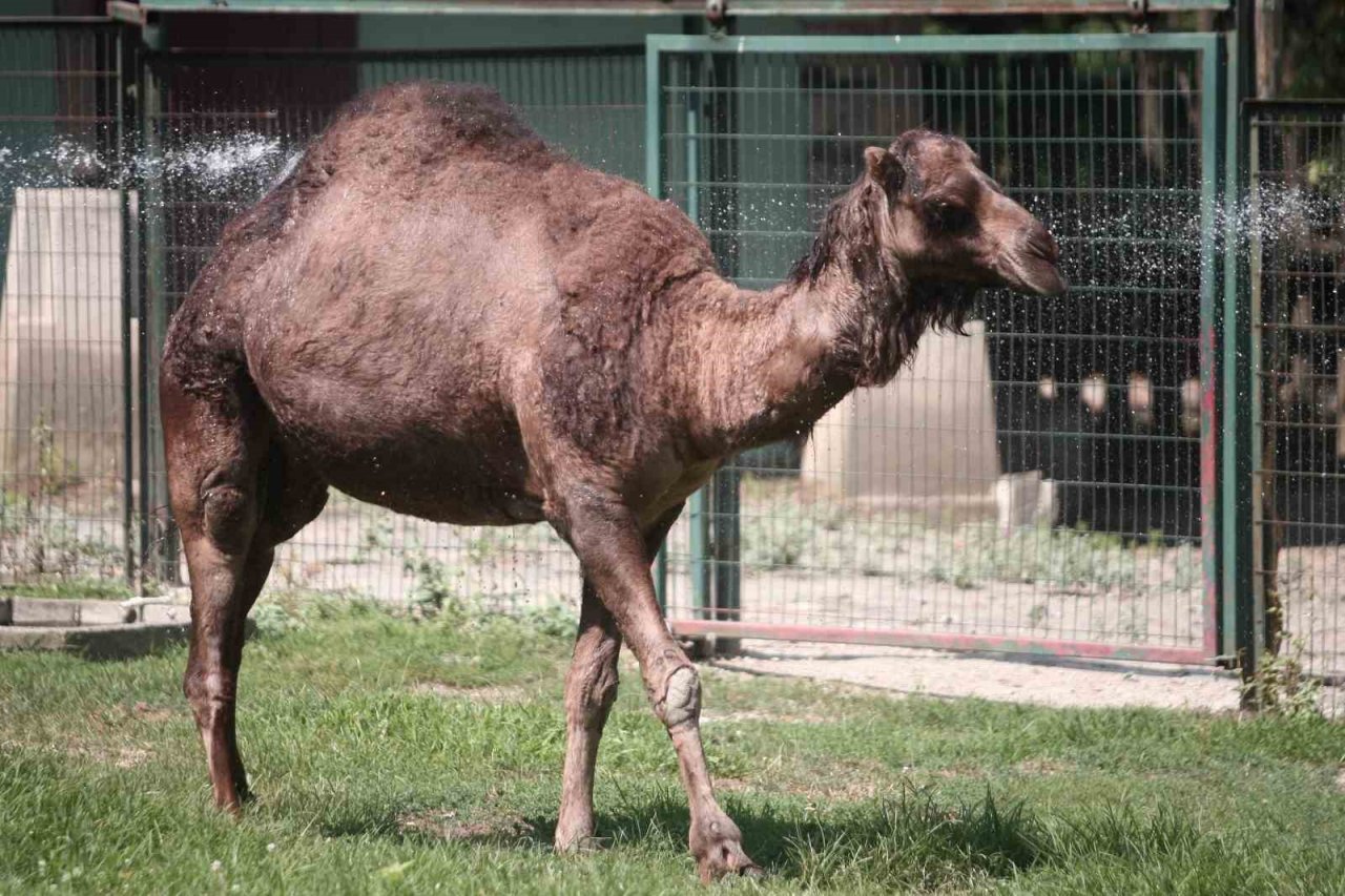 Zoopark’ta 40 derece sıcakta buzlu meyve keyfi