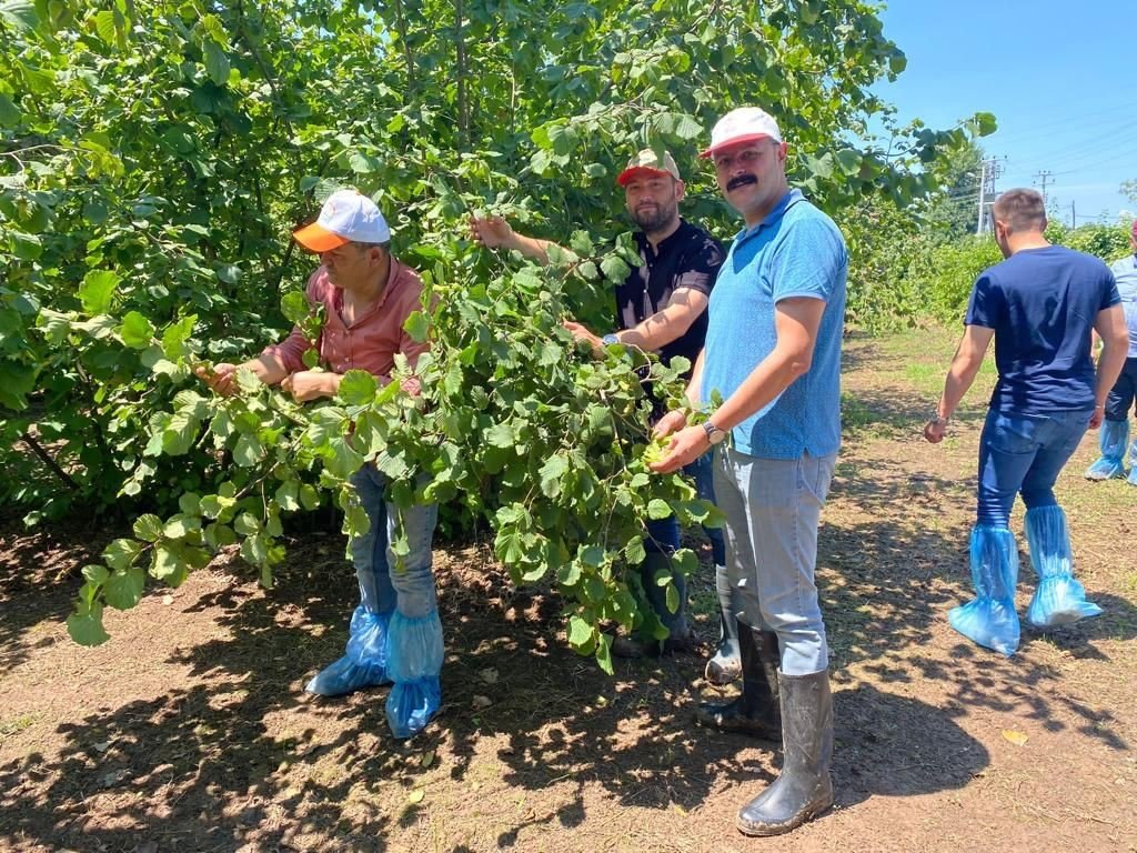 Samsun’da fındık rekolte tespit çalışmaları tamamlandı