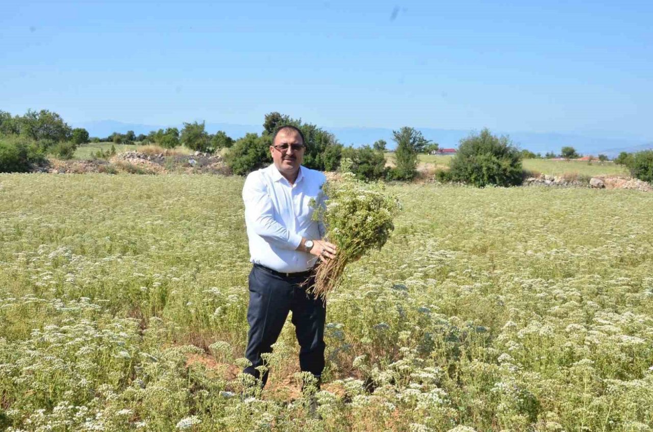 Denizli Kekiğinde hasat zamanı
