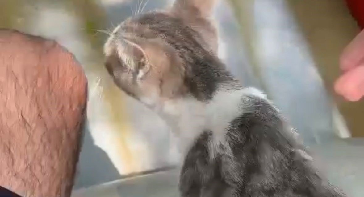 Sular yükselince ağaçta mahsur kalan kedi operasyonla kurtarıldı