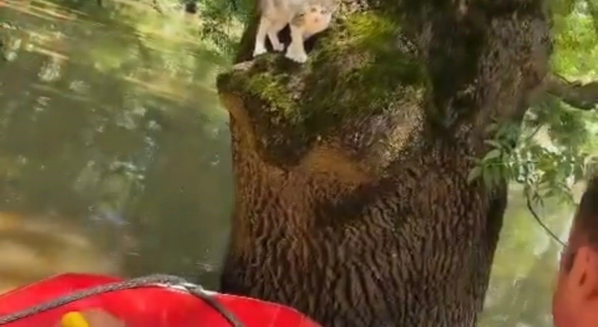 Sular yükselince ağaçta mahsur kalan kedi operasyonla kurtarıldı