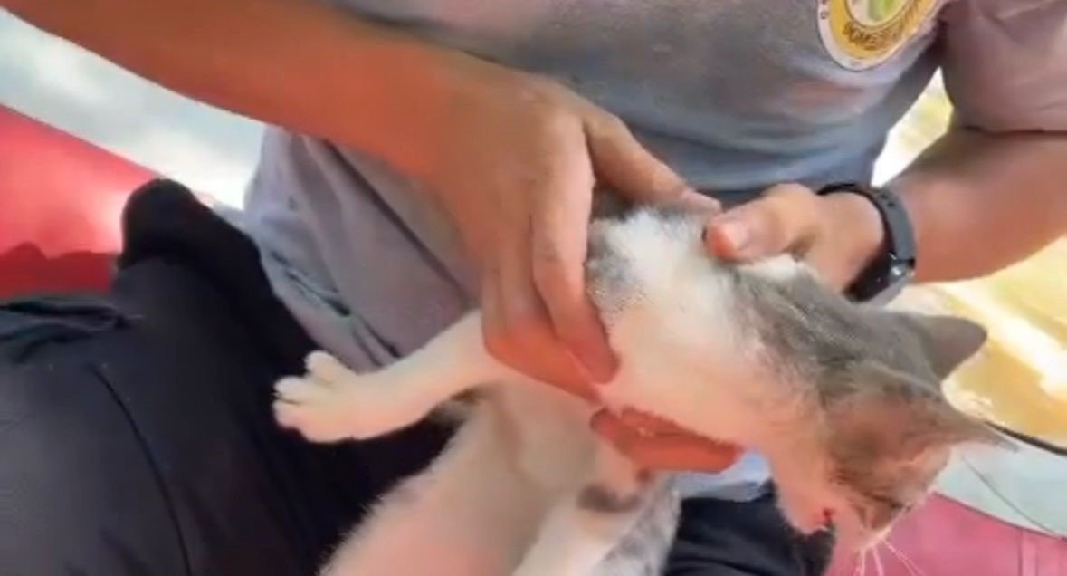 Sular yükselince ağaçta mahsur kalan kedi operasyonla kurtarıldı