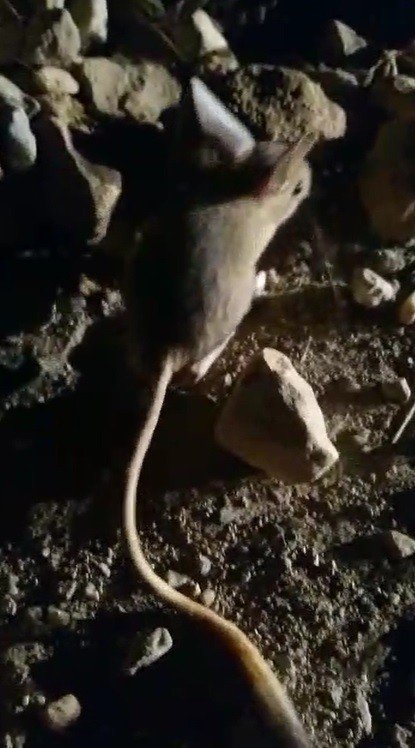 Erzincan’da kanguru faresine benzeyen Arap tavşanı görüntülendi