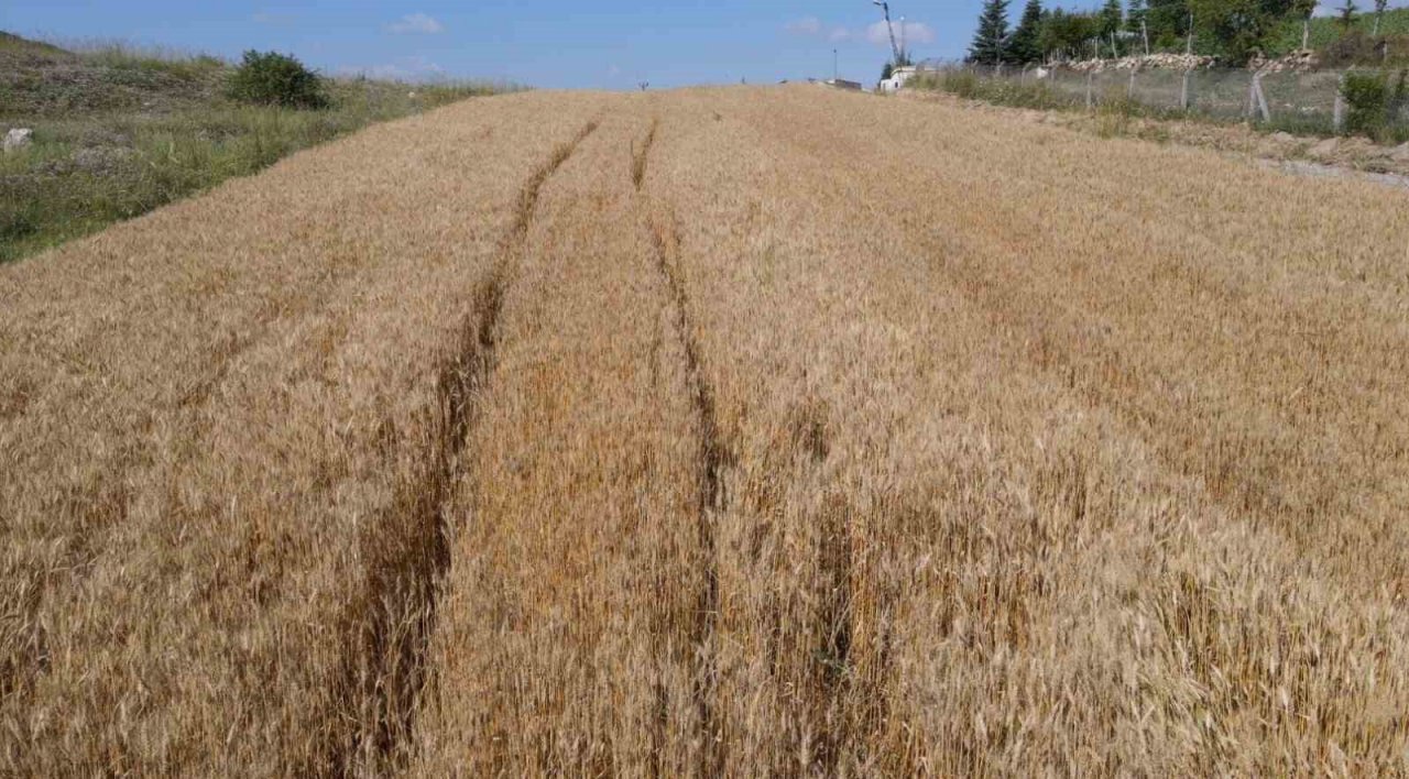 Çorum Belediyesi buğday hasadı için gün sayıyor