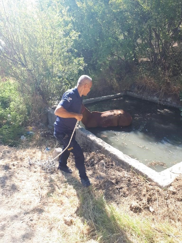 Gölete düşen atı itfaiye kurtardı