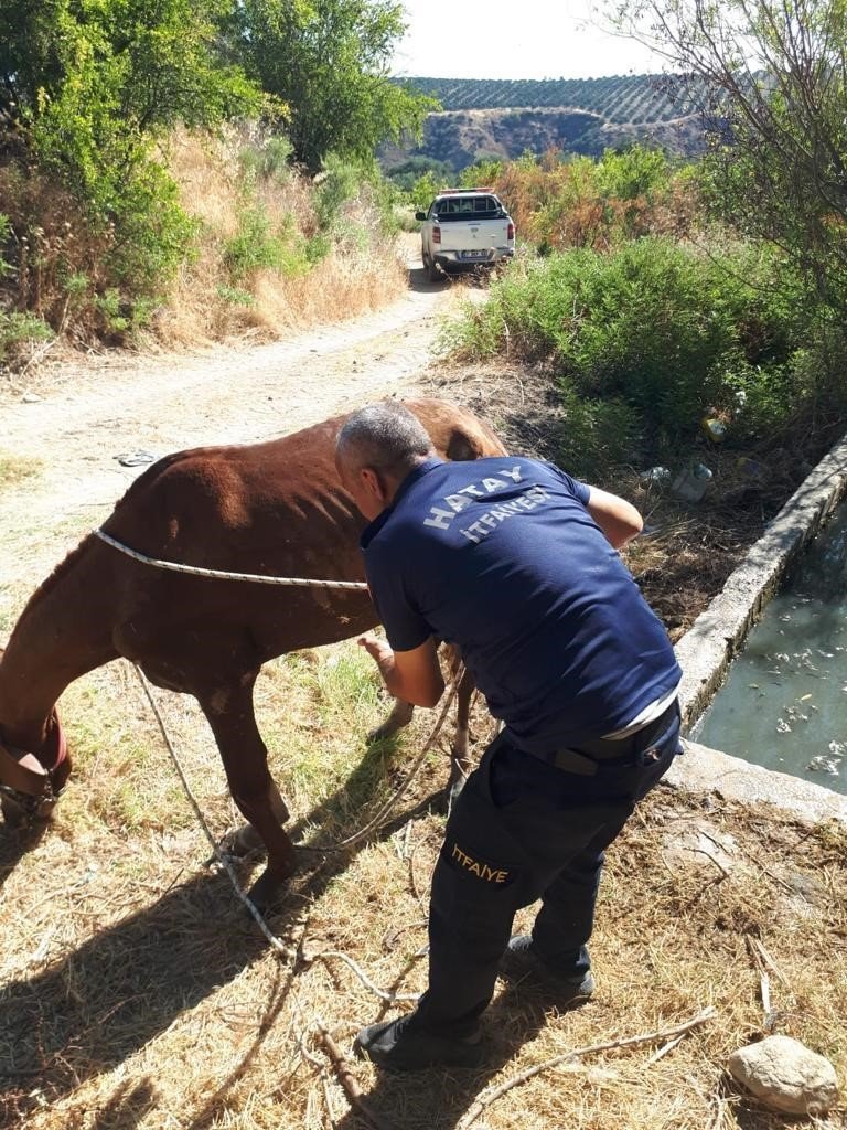 Gölete düşen atı itfaiye kurtardı