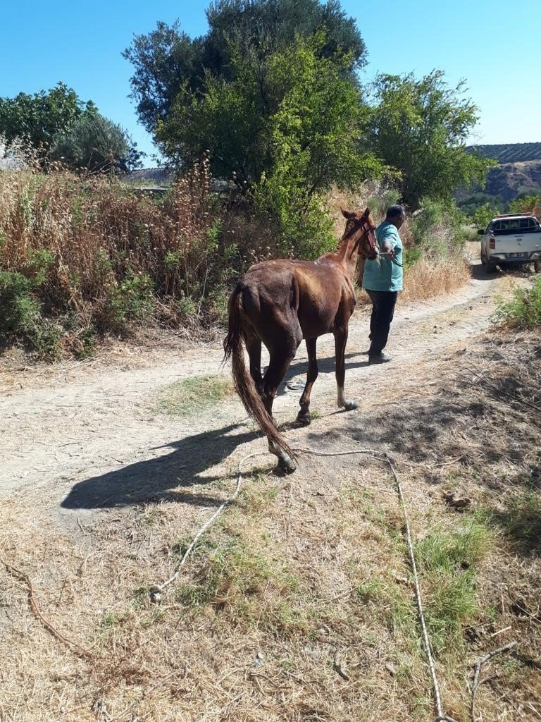 Gölete düşen atı itfaiye kurtardı