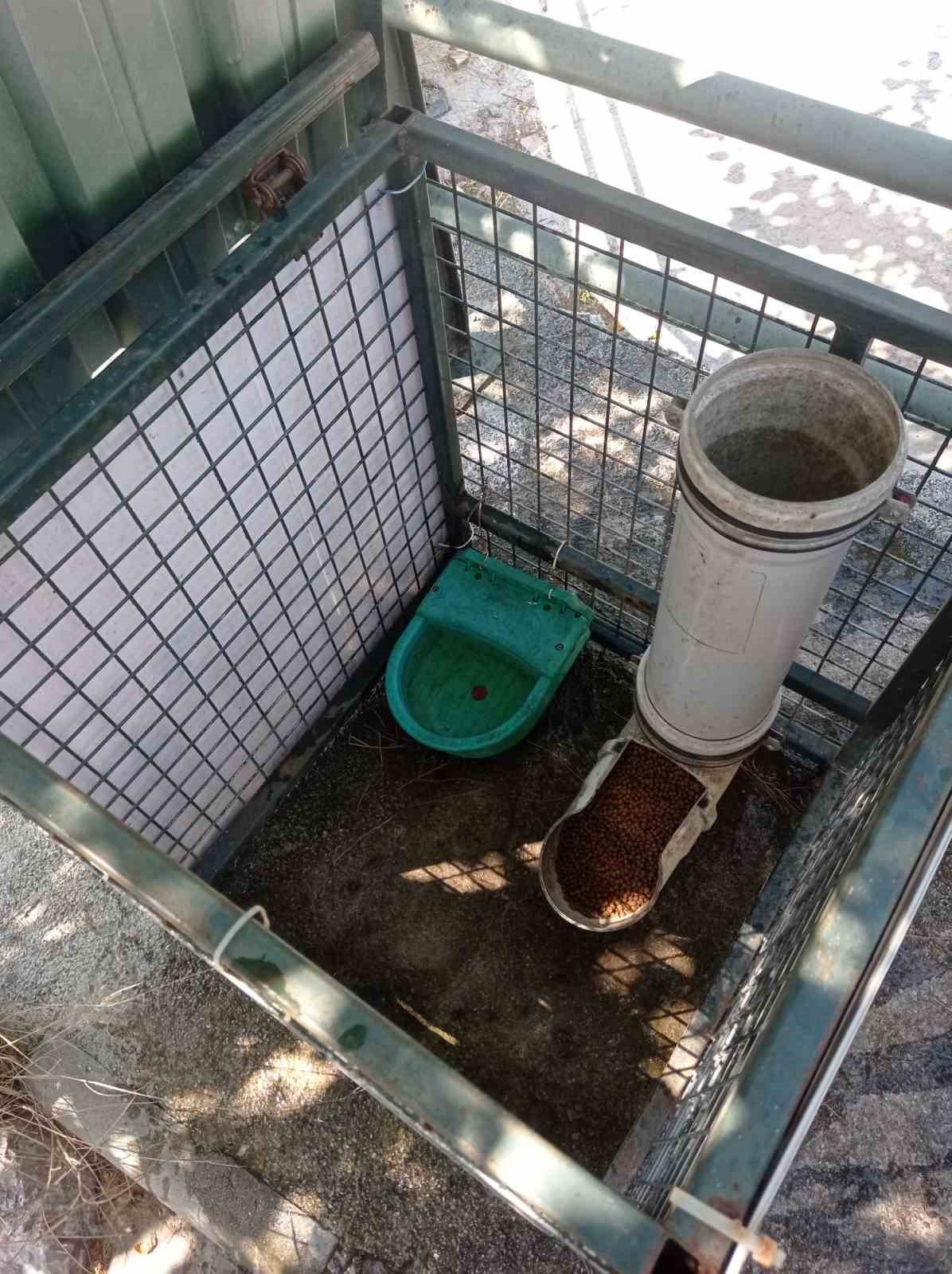 Marmaris Belediyesi kavurucu sıcaklarda can dostlar için seferber oldu