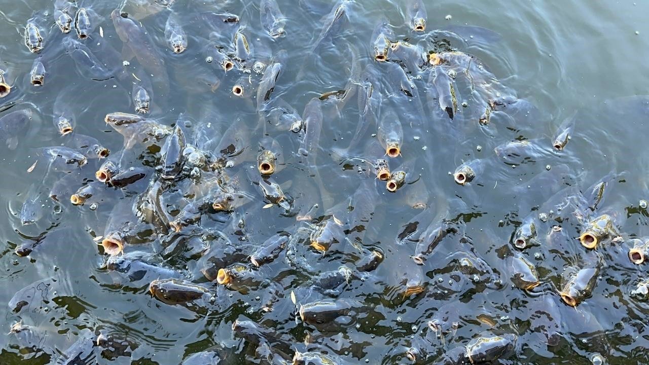 Bozkırın ortasındaki vaha ‘Çay İnli Balıklı Gölü’