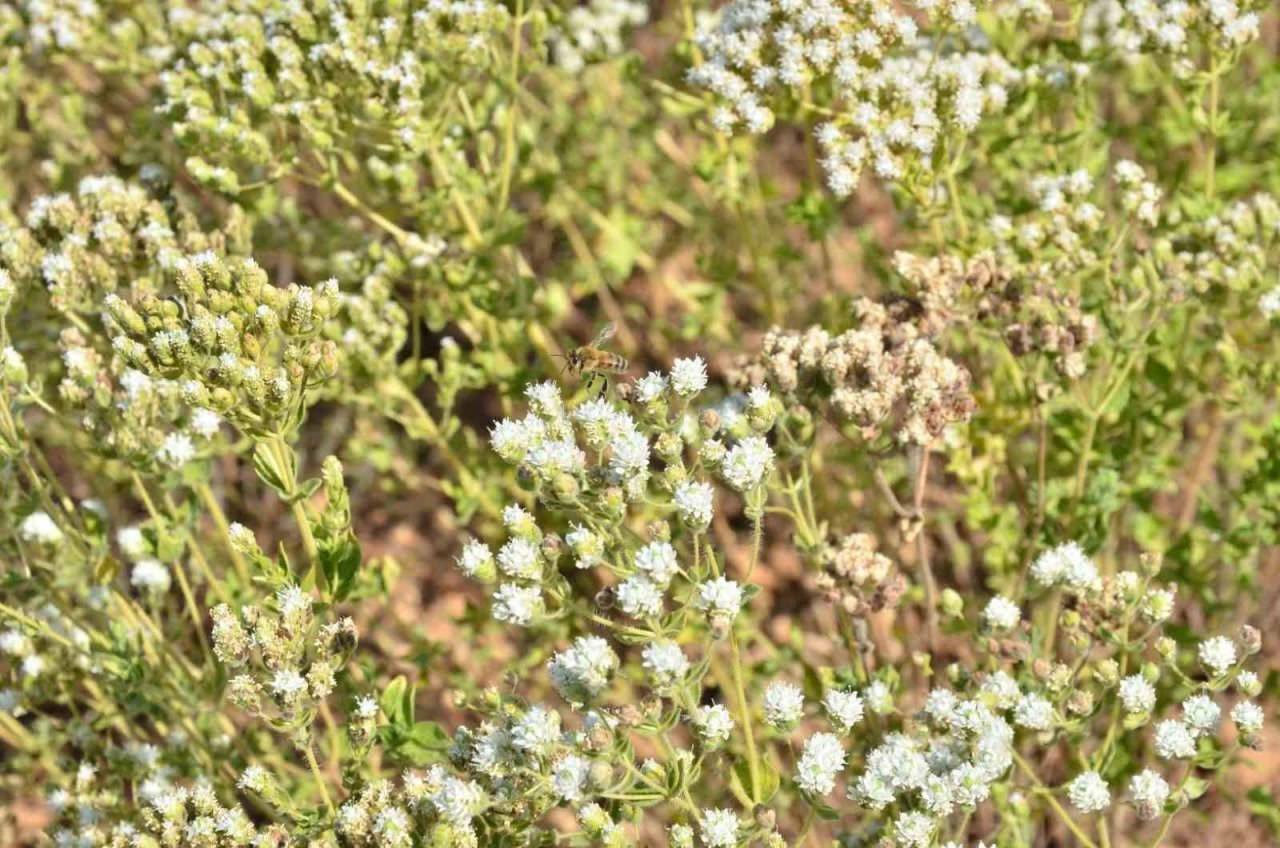 Denizli Kekiğinde hasat zamanı