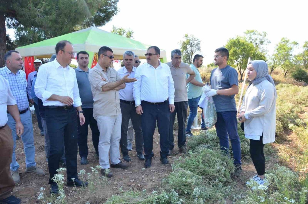 Denizli Kekiğinde hasat zamanı