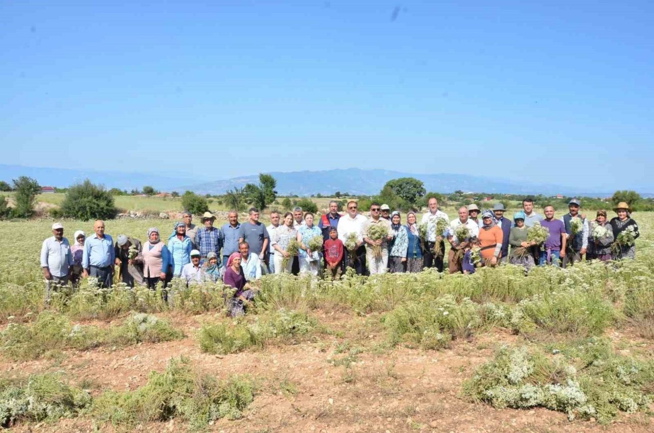 Denizli Kekiğinde hasat zamanı