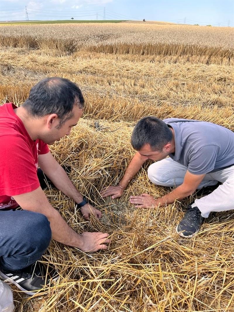 Tekirdağ’da buğday hasadı devam ediyor