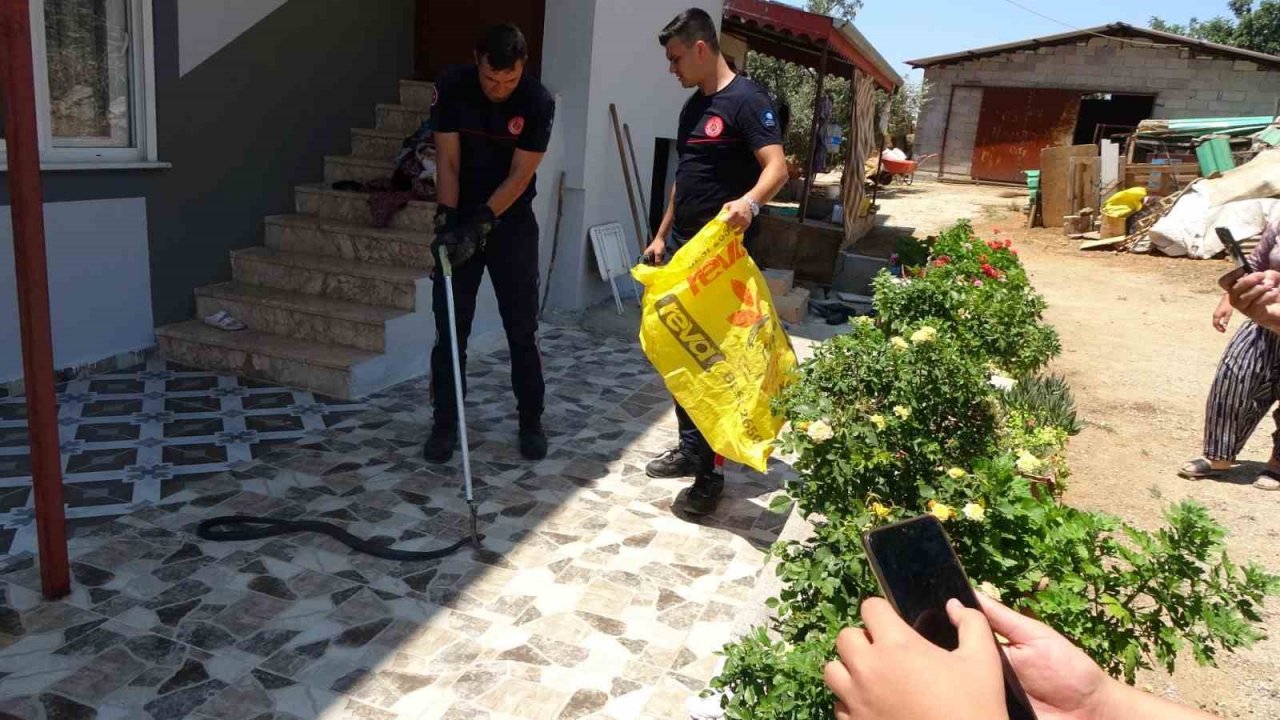 Ormanlar yanınca gölge alan bulamayan yılanlar yerleşim alanına indi