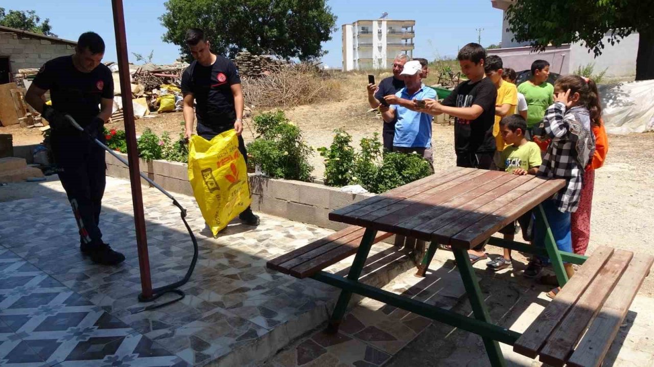 Ormanlar yanınca gölge alan bulamayan yılanlar yerleşim alanına indi